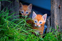 Ginger Kittens (Felis catus) in garden. France, September.