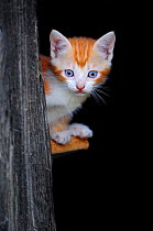 Ginger Kitten (Felis catus) portrait. France, September.