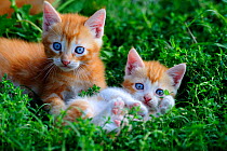 Ginger Kittens (Felis catus) playing in grass. France, September.