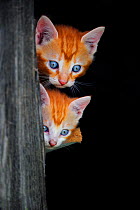 Two Ginger Kittens (Felis catus) looking past post. France, September.