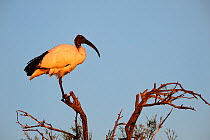 Sacred Ibis (Threskiornis aethiopicus) perched on tree in sunset. Camargue Reserve, Rhone, France, September.