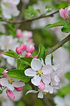 Apple tree (Malus domestica) blossom, Cox variety, UK, April