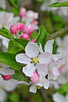 Apple tree (Malus domestica) blossom, Cox variety, UK, April