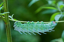 Caterpillar larva of Atlas moth (Attacus atlas) captive