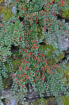 Wild Cotoneaster (Cotoneaster integerrimus) growing in Snowdonia National Park, Wales, UK, September