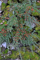 Wild Cotoneaster (Cotoneaster integerrimus) growing in Snowdonia National Park, Wales, UK, September