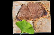 Maidenhair / Ginkgo tree (Ginkgo biloba) Plaster cast of fossil with moden day leaf from tree. Fossil is Eocene, from Kamloops, British Columbia, Canada.