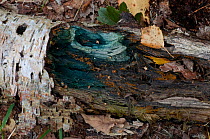 Green Elfcup fungus / Green Staining fungus (Chlorociboria aeruginascens) on Birch log, Kent, UK, September