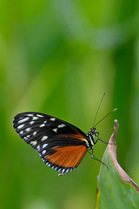 Tiger longwing butterfly (Heliconius hecale) captive, from central / south america