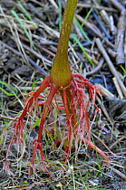 Root of Himalayan balsam plant (Impatiens glandulifera)  Surrey, UK, August