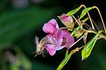Honey bee (Apis mellifera) leaving flower of  Himalayan balsam (Impatiens glandulifera) with pollen on its back and wings, Surrey, UK, August