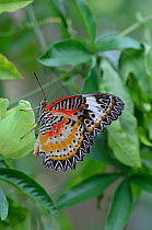 Malay / Red lacewing butterfly (Cethosia biblis) captive