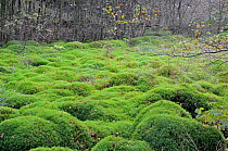 Large mounds of Moss (Polytrichum commune) adjoining woodland, Snowdonia National Park, North Wales, UK, September