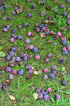 Windfall Victoria plums from plum tree (Prunus domestica), UK, July