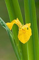 Yellow Iris (Iris pseudacorus) UK