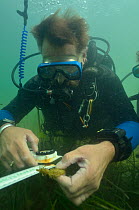 Neil Garrick-Maidment from the Seahorse Trust tagging a Spiny / Yellow Seahorse (Hippocampus guttulatus). Studland Bay, Dorset, UK, September 2011.
