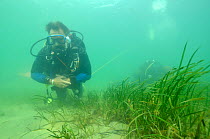 Neil Garrick-Maidment from the Seahorse Trust looking for seahorses to study. Studland Bay, Dorset, UK, September.