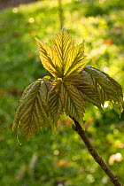 Sycamore (Acer pseudoplatanus) leaves unfurling in spring. Wales, UK, April.