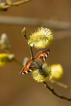 Small Tortoiseshell Butterfly (Aglais urticae) resting on Goat Willow (Salix caprea). Wales, UK, March.