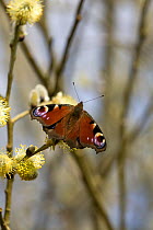 Peacock Butterfly (Inachis io) resting on Goat Willow (Salix caprea) catkins. Wales, UK, March.