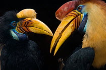 Sulawesi red-knobbed hornbill (Aceros cassidix) pair, portraits, captive