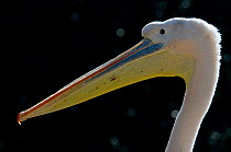 Eastern / Great white pelican (Pelecanus onocrotalus) head portrait, captive