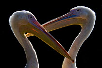 RF- Two Eastern / Great white pelicans (Pelecanus onocrotalus) captive. (This image may be licensed either as rights managed or royalty free.)