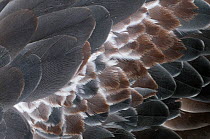 Southern / Crested screamer (Chauna torquata) close up of feathers, captive