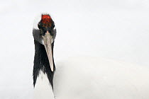 Red-crowned / Japanese crane (Grus japonensis) portrait, captive, endangered