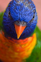 RF- Rainbow lorikeet (Trichoglossus haematodus) head portrait, captive.
