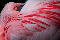 Greater flamingo (Phoenicopterus ruber) with head behind wing, captive