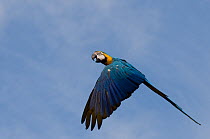 Blue and yellow macaw (Ara ararauna) flying, captive