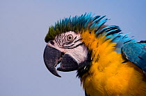 Blue and yellow macaw (Ara ararauna) portrait, captive