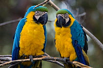 Two Blue and yellow macaws (Ara ararauna) perched on branch, captive