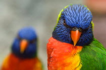 Two Rainbow lorikeets (Trichoglossus haematodus) portraits, one in distance, captive