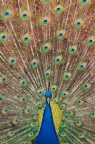 Male Indian peafowl (Pavo cristatus) displaying, captive Not available for ringtone/wallpaper use.