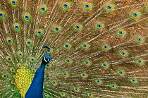 RF- Male Indian peafowl (Pavo cristatus) displaying, captive. (This image may be licensed either as rights managed or royalty free.)