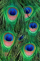 Male Indian peafowl (Pavo cristatus) close-up of tail feathers, captive