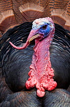 RF- Male Wild turkey (Meleagris gallopavo) head portrait, captive. (This image may be licensed either as rights managed or royalty free.)