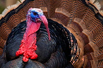Male Wild turkey (Meleagris gallopavo) displaying, captive