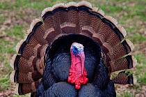 RF- Male Wild turkey (Meleagris gallopavo) displaying, captive. (This image may be licensed either as rights managed or royalty free.)