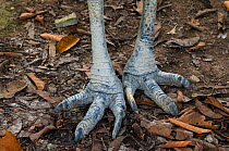 Male Autralian / Southern cassowary (Casuarius casuarius) feet close-up, captive