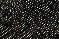 Crested guineafowl (Guttera pucherani) close-up of back showing feathers, captive