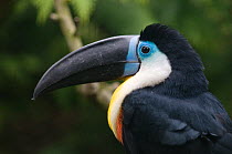 Channel billed toucan (Ramphastos vitellinus) portrait, captive