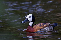 White-faced whistling duck (Dendrocygna viduata) on water, captive