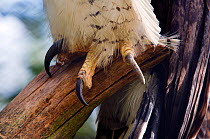 Harpy eagle (Harpia harpya) claw close-up, captive