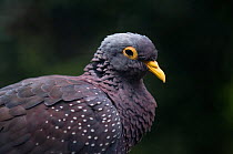 African olive pigeon (Columba arquatrix) portrait, captive