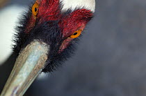 White-naped crane (Grus vipio) face close-up, captive