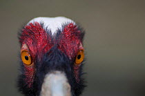 White-naped crane (Grus vipio) head close-up, captive