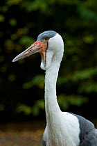Wattled crane (Burgeranus carunculatus) portrait, captive